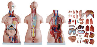 85cm Unisex Torso 40 Parts Curious what other anatomical models of the torso are available at mentone educational? aud
