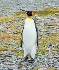 The great auk resembled a penguin in that it was a large flightless bird with. King Penguin Wikipedia