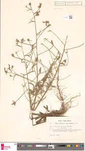 Image result for Agelanthus longipes