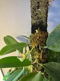 Image result for Bulbophyllum ballii