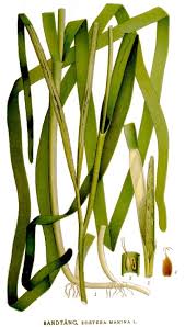 Image result for Zostera capensis