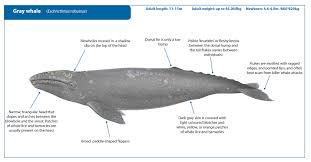 These large whales can grow to about 49 feet long and weigh approximately 90,000 pounds. Gray Whale Whale Watching Handbook