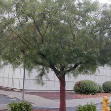 Image result for Searsia lancea