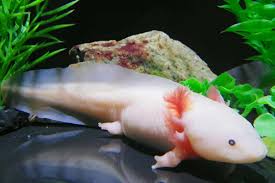 Feeding darwin bloodworms with a baster. Can Axolotls Eat Cockroaches The Surprising Truth About This Protein Food Source Axolotl Passion