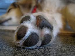 Patas de Cães – Doenças possíveis | Pet Fisio
