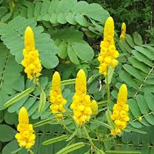 Image result for Senna petersiana