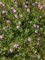 Purple flowers in washington state. A Small Pretty Purple Flower In Washington State Whatsthisplant