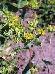 Image result for Physotrichia atropurpurea