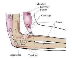 Tutorials and quizzes on muscles that act on the arm/humerus (arm muscles: Muscles Oh My Lesson Teachengineering