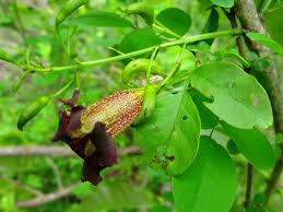 Image result for Markhamia tomentosa