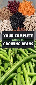 How To Grow Beans The Ultimate Guide Epic Gardening Growing Beans Organic Gardening Tips Organic Vegetable Garden