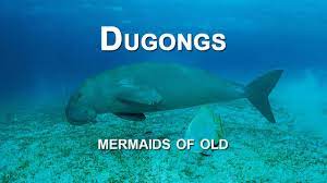 I don't think mermaids or mermen are real becasue in the olden days fishermen thought dugongs were mermaids. Dugongs Mermaids Of Old Youtube