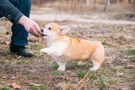 Los angeles county lomita, ca 90717 map it. 10 Best Corgi Rescues For Adoption 2021 Our Top 10 Picks