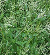 Image result for Arthraxon hispidus