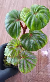 Image result for Begonia rostrata