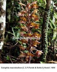 Image result for Eulophia tuberculata
