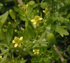 Image result for Ranunculus sceleratus
