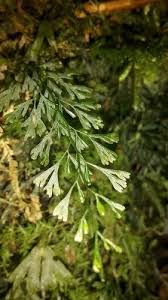 Image result for Polyphlebium