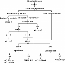 Flow Chart For The Identification Of Bacteria In Clinical