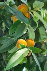 Image result for Ebenaceae