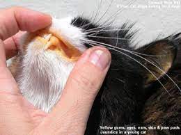 It is caused by uncontrolled cell growth, and affects a wide range of cell types and organs in the body. Liver Disease In Dogs And Cats Good Pet Parent