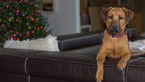 Black Mouth Cur Dog Breed Information Pictures Dogtime