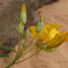 Image result for Chironia laxiflora