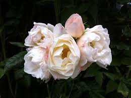 Description, photos, references, ratings, reviews, gardens growing and nurseries selling the \'uetersener klosterrose ®\' rose. Rose Rosa Uetersener Klosterrose In The Roses Database Garden Org