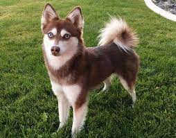 11 Dogs That Look Like A Fox Dog Breeds Alaskan Klee Kai Dog Breeds List