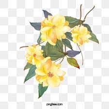 Yellow Flowers Vector Png Flower Illustration Yellow Flowers Yellow Roses