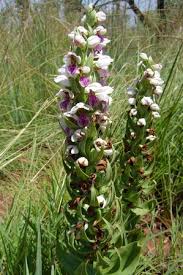 Image result for Brachycorythis congoensis