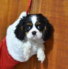 Pin By Cherry De Nennie On Really Funny Pictures Cavalier King Charles Dog King Charles Cavalier Spaniel Puppy King Charles Dog