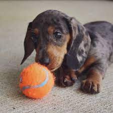 Dapple Miniature Dachshund Puppy Dachshund Breed Dapple Dachshund Clever Dog