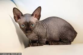The bambino is a breed of cat that was created as a cross between the sphynx and the munchkin breeds. 51 Most Adorable Bambino Cat Pictures And Images