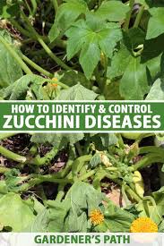 The mildew usually starts on a plant's lower leaves, and if the fungus is not treated it will spread over the entire plant. How To Identify And Control Zucchini Diseases Gardener S Path