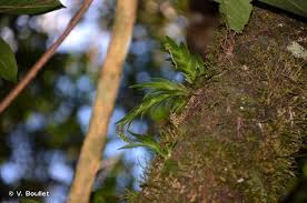 Image result for Oberonia disticha