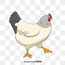Gray Hen Hen Clipart Hen Farm Png Transparent Clipart Image And Psd File For Free Download Animal Clipart Cartoon Animals Cartoon Clip Art