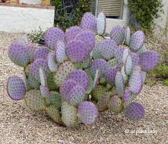 It grows in dry, sometimes sandy areas. Purple Prickly Pear Archives Ramblings From A Desert Garden