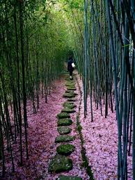 Bamboo Sakura Japan Garten Gartenweg