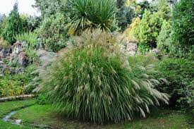 Der absatz des häckselgutes ist jedoch mit einigen schwierigkeiten behaftet. Chinaschilf Silberfeder Miscanthus Sinensis Silberfeder