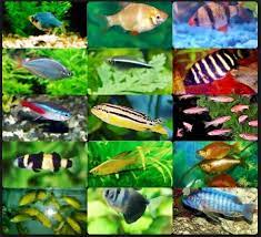Setidaknya terdapat 25 lebih ikan air tawar konsumsi yang akan kita bahas, berikut daftarnya. 32 Jenis Ikan Hias Air Tawar Paling Populer Di Indonesia Faunadanflora Com