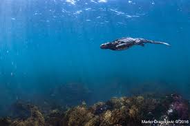 Image result for Isoglossa vulcanicola