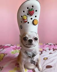 The small croc toy has a squeaker inside for added fun. Lygbbboergdxmm