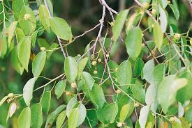 Image result for Maprounea