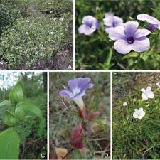 Image result for Barleria lancifolia