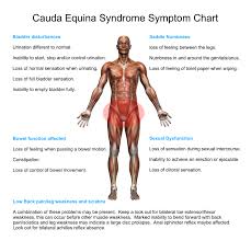 Inspired Spinal Cord Injury Support Forum Cauda Equina Cauda Equina Syndrome Spinal Cord Injury