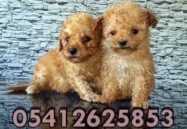 Toy Poodle Fiyatlari Oyuncak Kanis Poodle Kopek