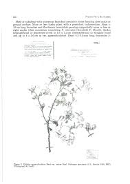 Image result for Erythrocephalum decipiens