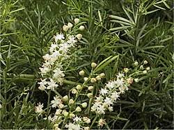 Image result for Asparagus flavicaulis