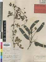 Image result for Acacia welwitschii